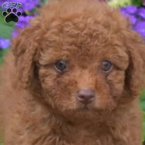 Tyler, Shih-Poo Puppy