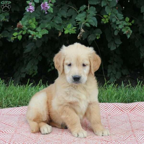 Una, Golden Retriever Puppy