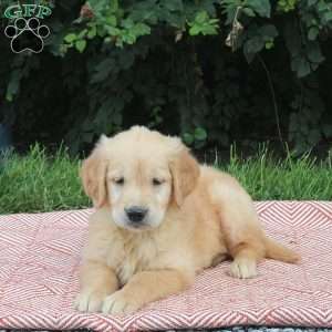 Una, Golden Retriever Puppy