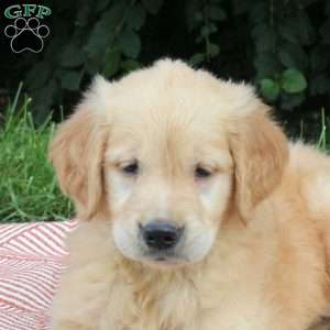 Una, Golden Retriever Puppy
