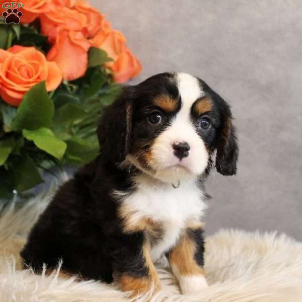 Butterscotch, Miniature Bernese Mountain Dog Puppy