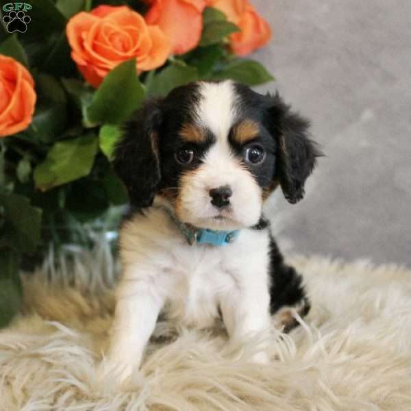 Fudge, Miniature Bernese Mountain Dog Puppy
