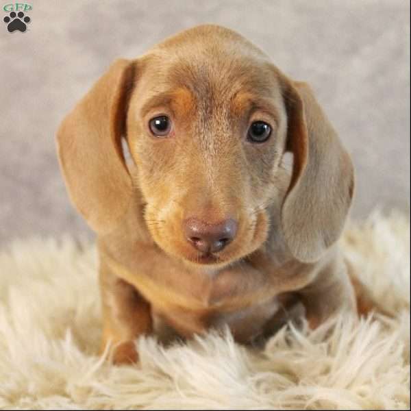 Dolce, Dachshund Puppy