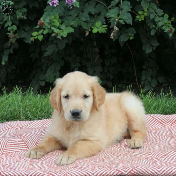 Urban, Golden Retriever Puppy