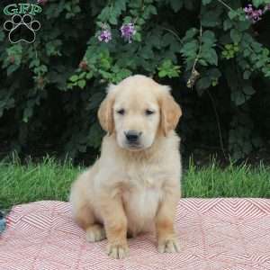 Urban, Golden Retriever Puppy