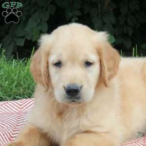 Urban, Golden Retriever Puppy