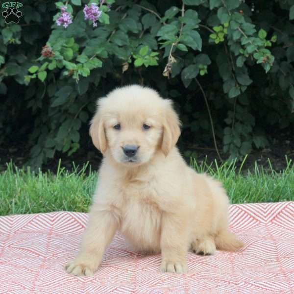 Venus, Golden Retriever Puppy