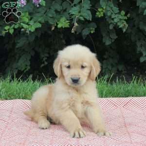 Venus, Golden Retriever Puppy
