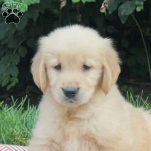 Venus, Golden Retriever Puppy
