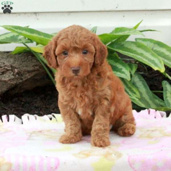 Vera, Toy Poodle Puppy
