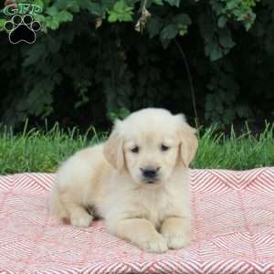 Vera, Golden Retriever Puppy