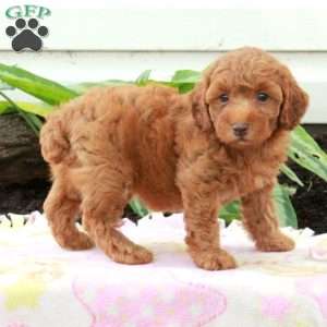 Vera, Toy Poodle Puppy