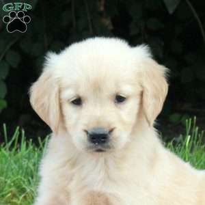 Vera, Golden Retriever Puppy