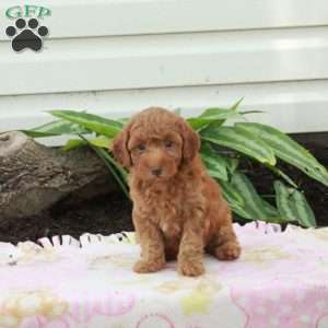 Vera, Toy Poodle Puppy