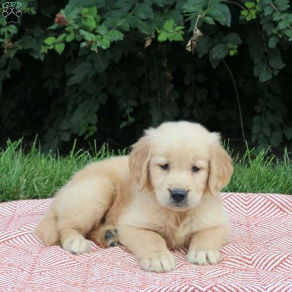 Vicky, Golden Retriever Puppy