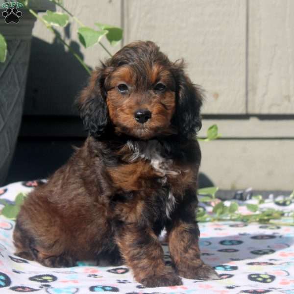Vicky, Sheltidoodle Puppy