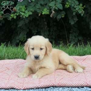 Vicky, Golden Retriever Puppy