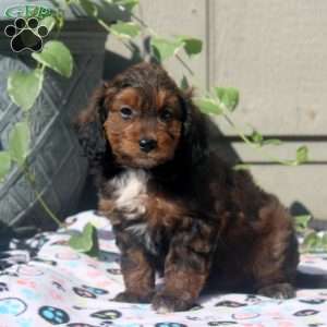 Vicky, Sheltidoodle Puppy