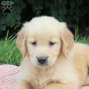 Vicky, Golden Retriever Puppy