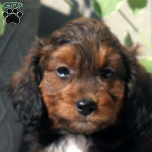 Vicky, Sheltidoodle Puppy
