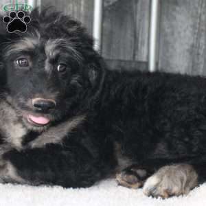 Victor, Mini Aussiedoodle Puppy