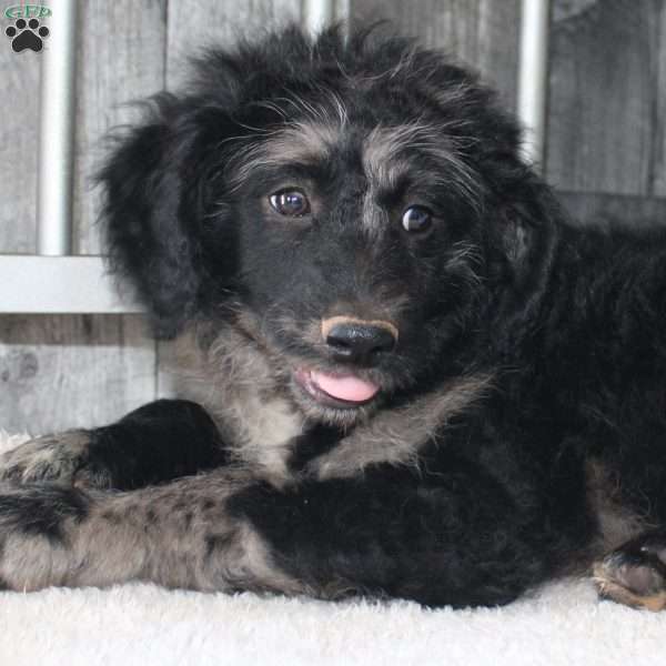 Victor, Mini Aussiedoodle Puppy