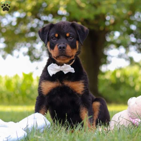 Victoria, Rottweiler Puppy