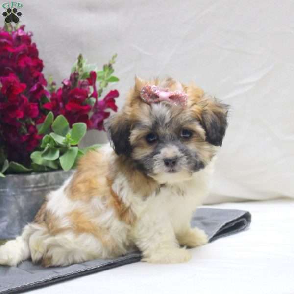 Victoria, Teddy Bear Puppy