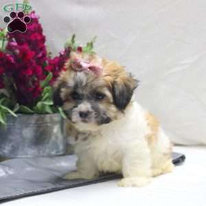 Victoria, Teddy Bear Puppy