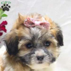 Victoria, Teddy Bear Puppy
