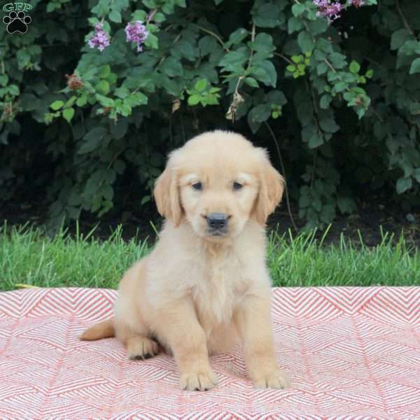 Viggo, Golden Retriever Puppy