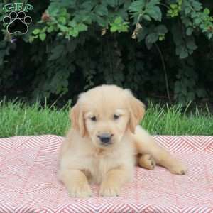 Viggo, Golden Retriever Puppy