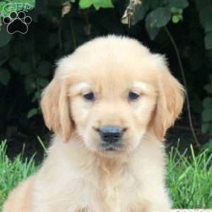Viggo, Golden Retriever Puppy