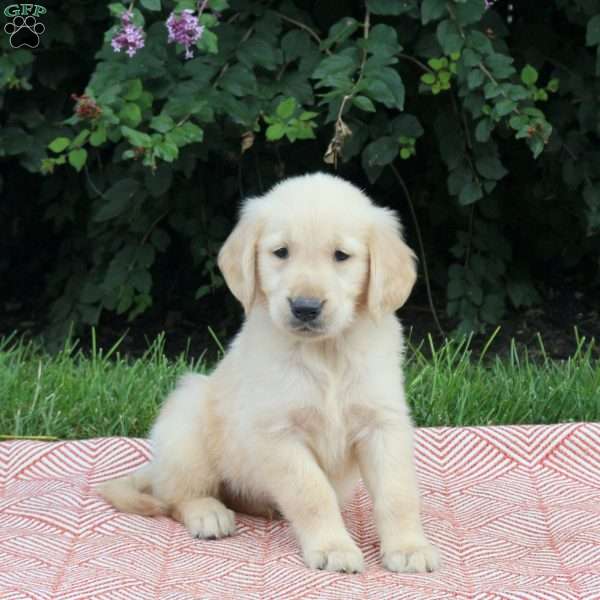 Vince, Golden Retriever Puppy