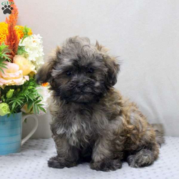 Vince, Teddy Bear Puppy