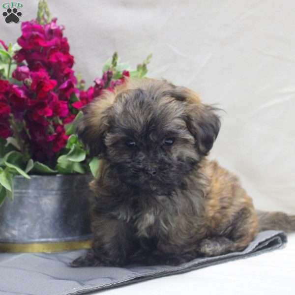 Vince, Teddy Bear Puppy