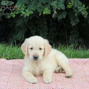 Vince, Golden Retriever Puppy