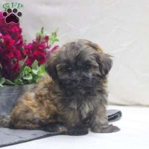 Vince, Teddy Bear Puppy