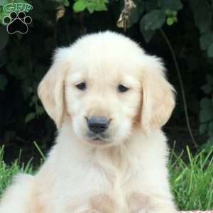 Vince, Golden Retriever Puppy