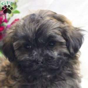 Vince, Teddy Bear Puppy