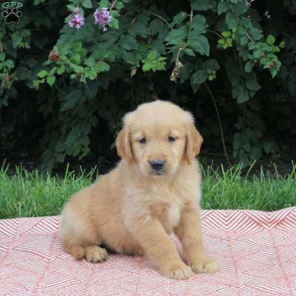 Viola, Golden Retriever Puppy
