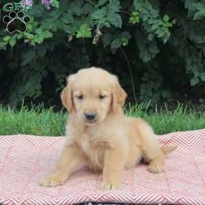 Viola, Golden Retriever Puppy