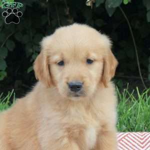 Viola, Golden Retriever Puppy