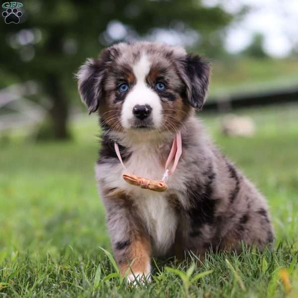 Violet, Miniature Australian Shepherd Puppy