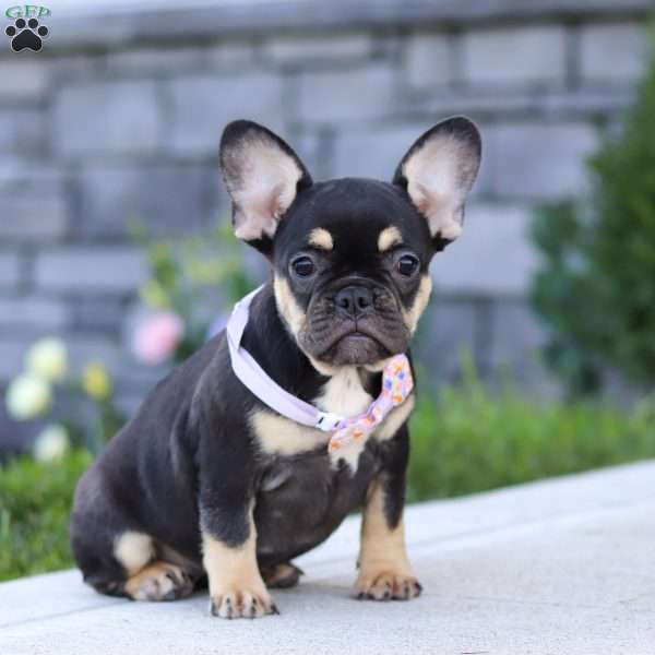 Violet, French Bulldog Puppy