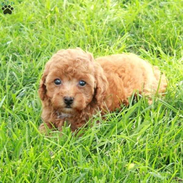 Violet, Toy Poodle Puppy