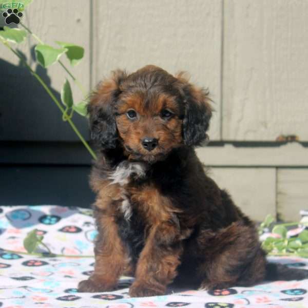 Violet, Sheltidoodle Puppy