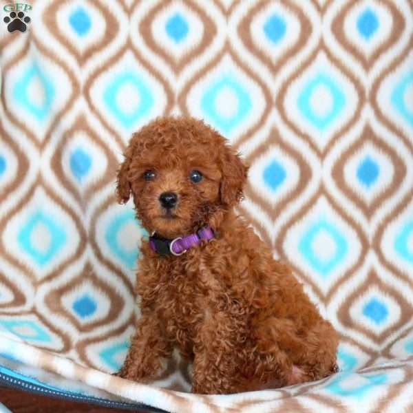 Violet, Toy Poodle Puppy
