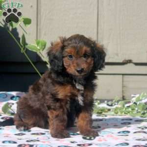 Violet, Sheltidoodle Puppy