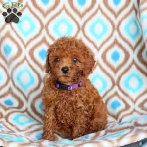 Violet, Toy Poodle Puppy